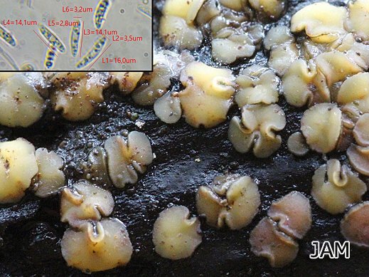 Mollisia ventosa - Flatteriges Weichbecherchen