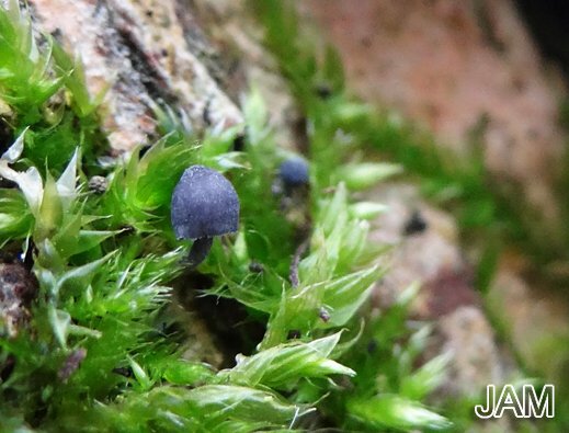Mycena pseudocorticola - Falscher Rindenhelmling