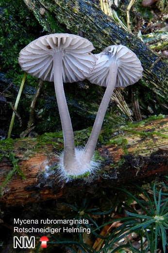 Rotschneidiger Helmling (Mycena rubromarginata)
