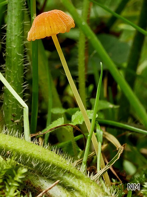 Mycena acicula - Orangeroter Helmling