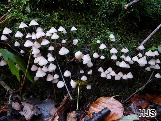 Mycena arcangeliana - Olivgelber Helmling