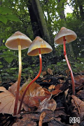 Mycena crocata - Gelbmilchender Helmling