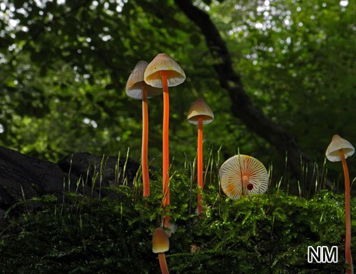 Mycena crocata - Gelborangemilchender Helmling