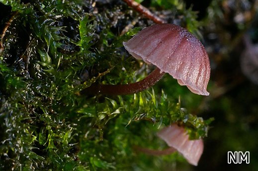 Mycena meliigena - Rötlicher Rindenhelmling