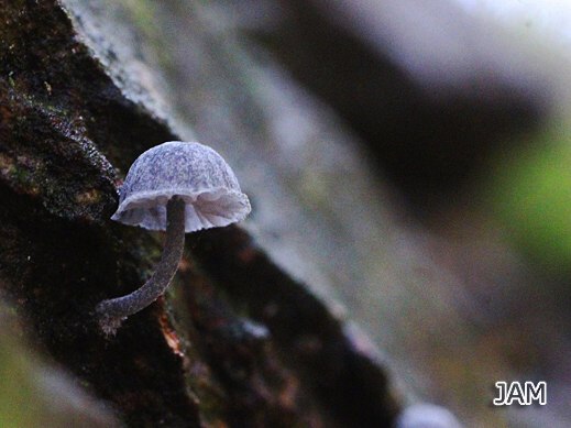 Mycena pseudocorticola - Blauer Rindenhelmling