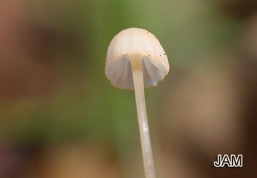 Mycena pterigena - Farn-Helmling