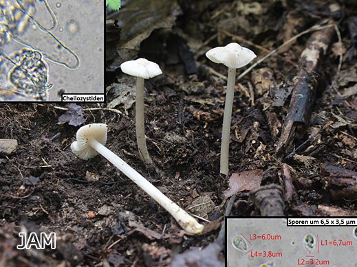Mycena pura f. alba - Rettichhelmling, weiße Form