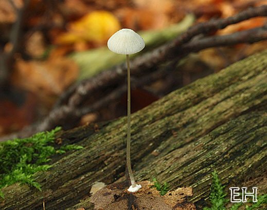 Mycena stylobates - Postamenthelmling