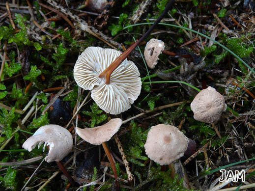 Echter Knoblauchschwindling (Mycetinis scorodonius)