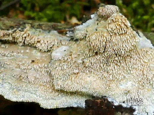 Mycoacia aurea Goldgelber Fadenstachelpilz