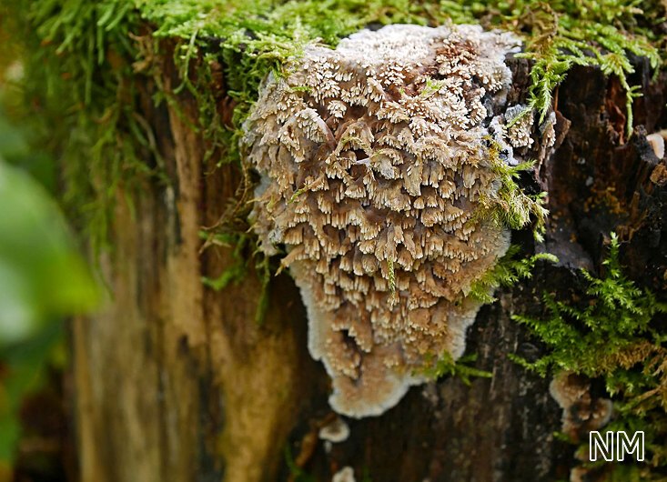 Scheinbuchen-Fadenstachelpilz (Mycoacia nothofagi)