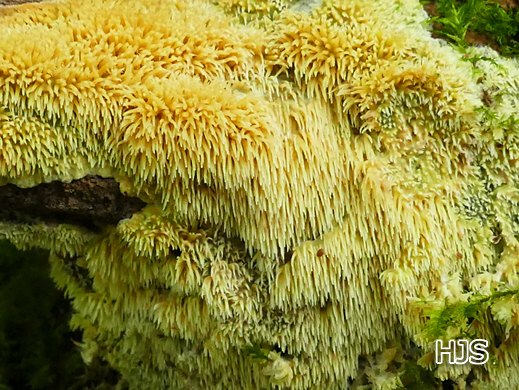 Mycoacia uda Wachsgelber Fadenstachelpilz