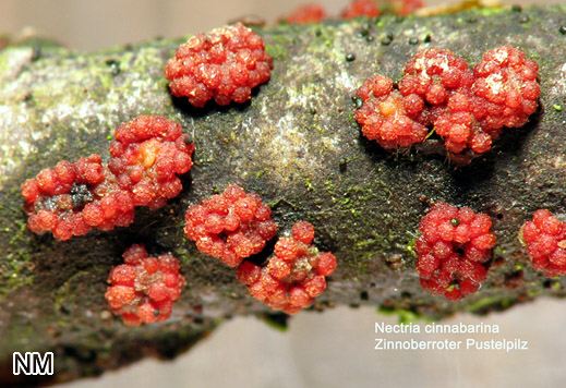 Nectria cinnabarina - Zinnoberroter Pustelpilz