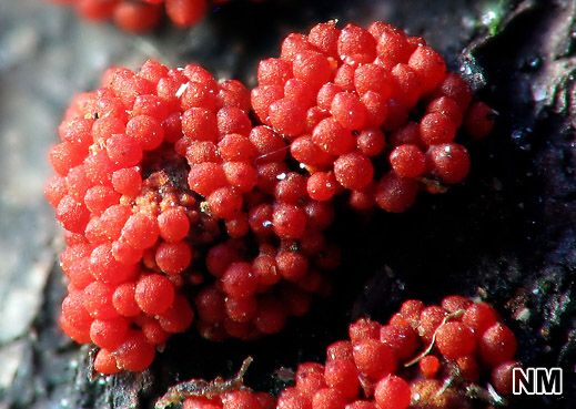 Nectria coccinea - Scharlachrotes Pustelpilzchen