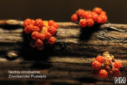 Nectria cinnabarina - Zinnoberroter Pustelpilz