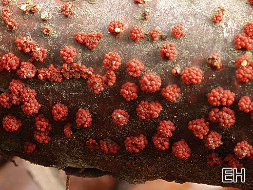 Nectria cinnabarina - Rotpustelpilz