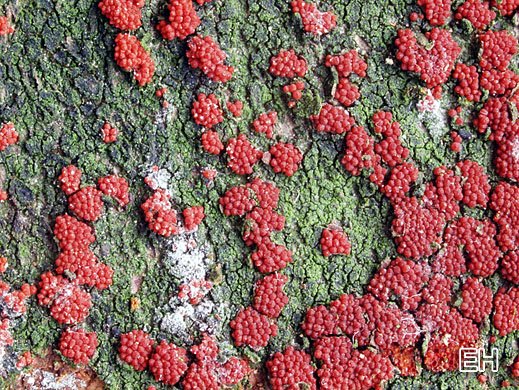 Nectria coccinea - Scharlachrotes Pustelpilzchen