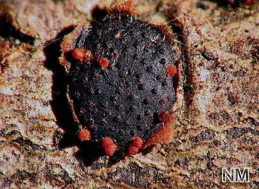Nectria diatrypicola