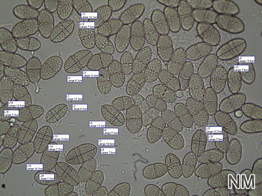 Nectria diatrypicola