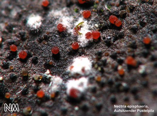 Aufsitzender Kugelpilz (Nectria episphaeria)