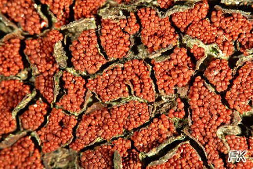 Nectria fuckeliana - Nadelholz-Pustelpilz