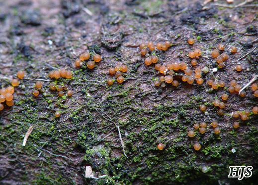 Nectria peziza - Eingedrückter Pustelpilz
