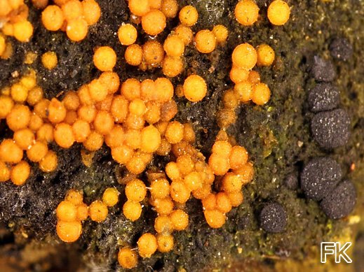 Nectria peziza - Eingedrückter Pustelpilz