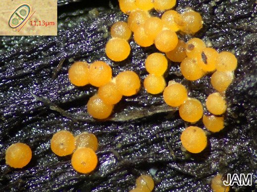 Nectria peziza - Eingedrückter Pustelpilz