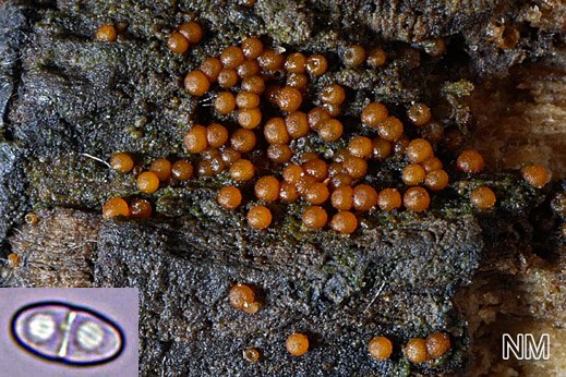 Nectria peziza - Eingedrückter Pustelpilz