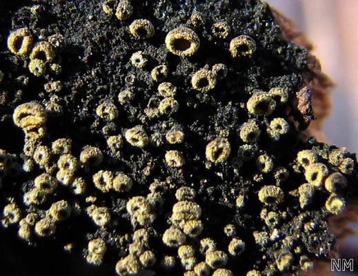 Neodasyscypha cerina - Wachsgelbes Haarbecherchen