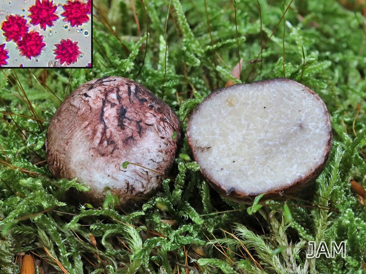 Sternsporige Laubtrüffel (Octaviana asterosperma)
