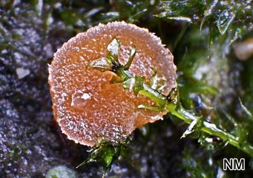 Octosporopsis nicolai