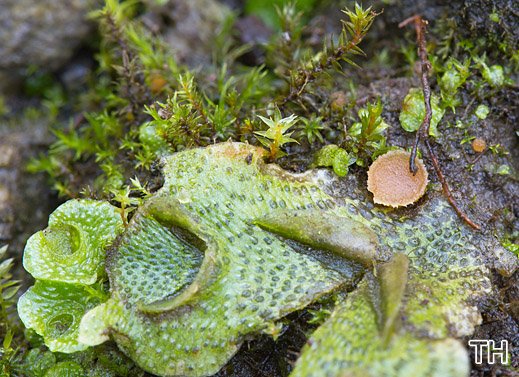 Octosporopsis nicolai