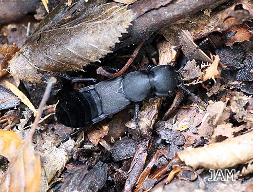 Ocypus olens - Schwarzer Moderkäfer