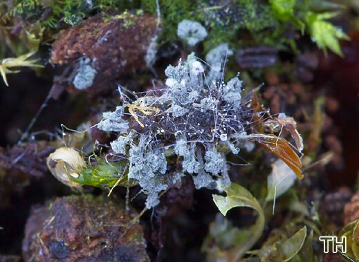 Onychophora coprophila