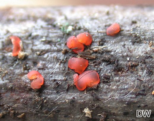 Orbilia rubrovacuolata
