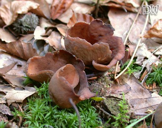 Otidea bufonia - Krötenöhrling