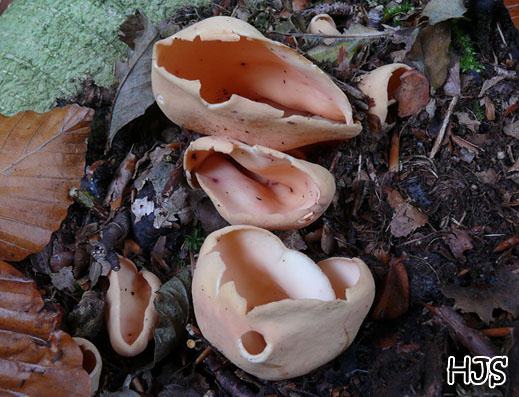 Otidea onotica - Eselsohr