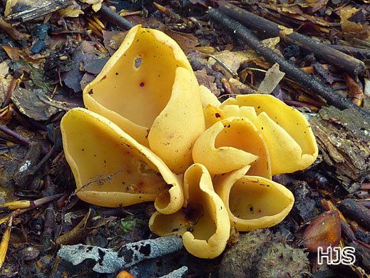 Otidea onotica Eselsohr