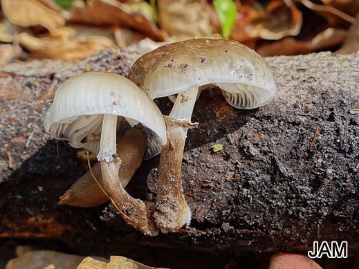 Oudemansiella mucida Beringter Buchenschleimrübling