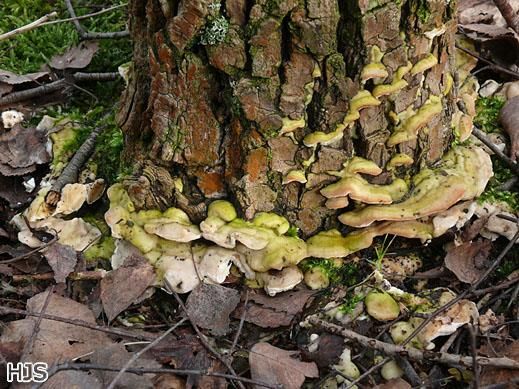 Oxyporus populinus - Treppenförmiger Steifporling
