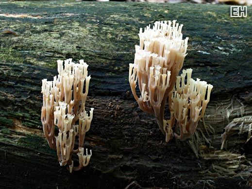Artomyces pyxidatus