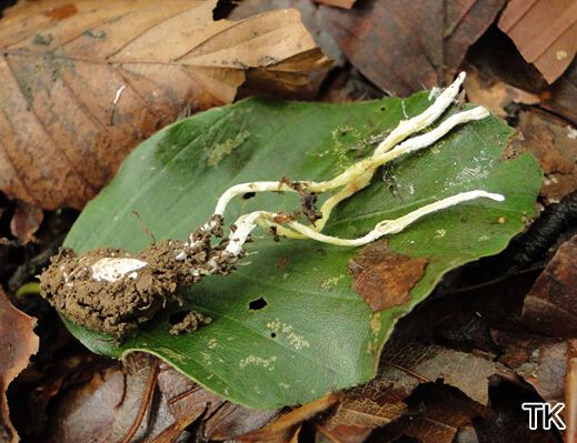Paecilomyces farinosus
