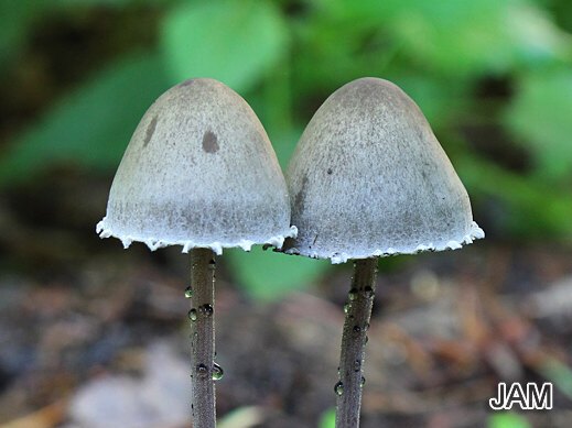 Panaeolus papilionaceus - Behangener Düngerling
