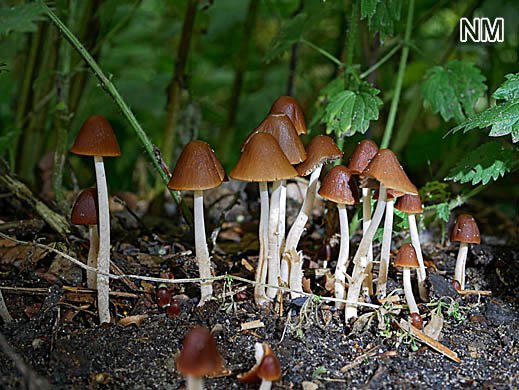 Parasola conopilus- Kegeliger Zärtling