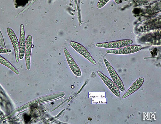 Patellaria atrata