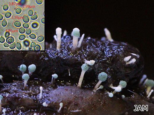 Penicillium vulpinum
