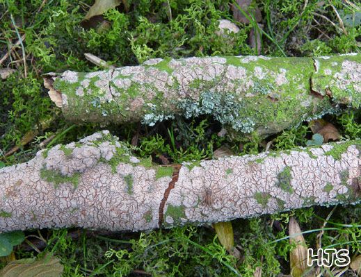Peniophora cinerea - Aschgrauer Zystidenrindenpilz