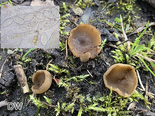 Peziza granularis - Körnchenbecherling