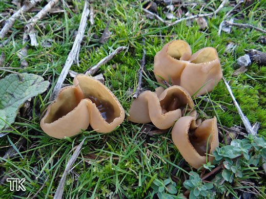 Peziza granulosa Granulierter Becherling